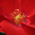 Rdeča - Vrtnice Floribunda - Fred Loads